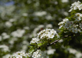 Biene auf Weissdorn, Nahaufnahme