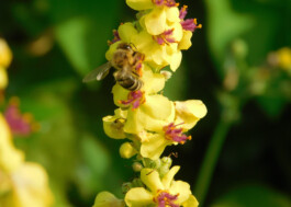 Biene auf gelben Blueten, Nahaufnahme