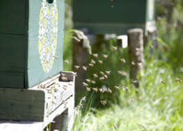 Bienen vor dem Flugloch