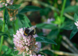 Hummel auf Klee, Nahaufnahme