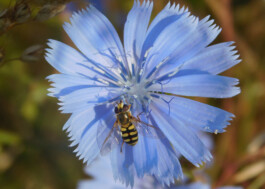 Schwebfliege auf blauer Bluete
