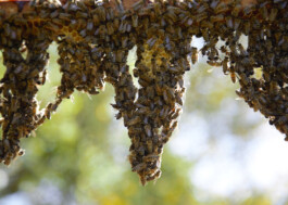 emsige Bienen