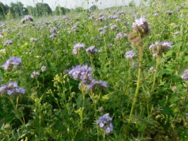 Kerzenwerkstatt Vollersode Susanne Huencken Bienen Imkerei
