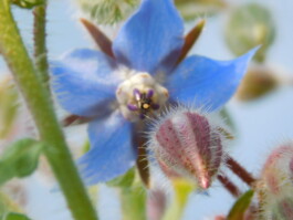 Kerzenwerkstatt Vollersode Susanne Huencken Bienen Imkerei