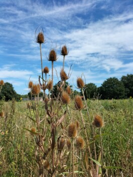 Kerzenwerkstatt Vollersode Susanne Huencken Bienen Imkerei