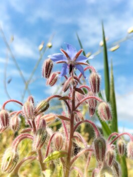 Kerzenwerkstatt Vollersode Susanne Huencken Bienen Imkerei