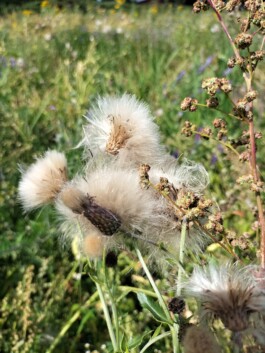 Kerzenwerkstatt Vollersode Susanne Huencken Bienen Imkerei