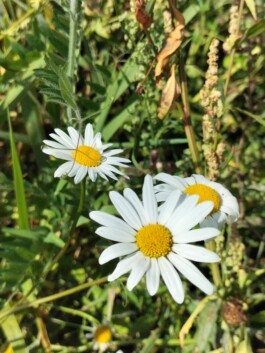 Kerzenwerkstatt Vollersode Susanne Huencken Bienen Imkerei