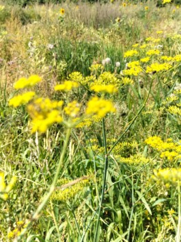 Kerzenwerkstatt Vollersode Susanne Huencken Bienen Imkerei